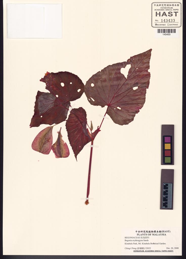 <Unit #86820 Peng, Ching-I | 彭鏡毅 | 22022:: | Begonia erythrogyna Sands>