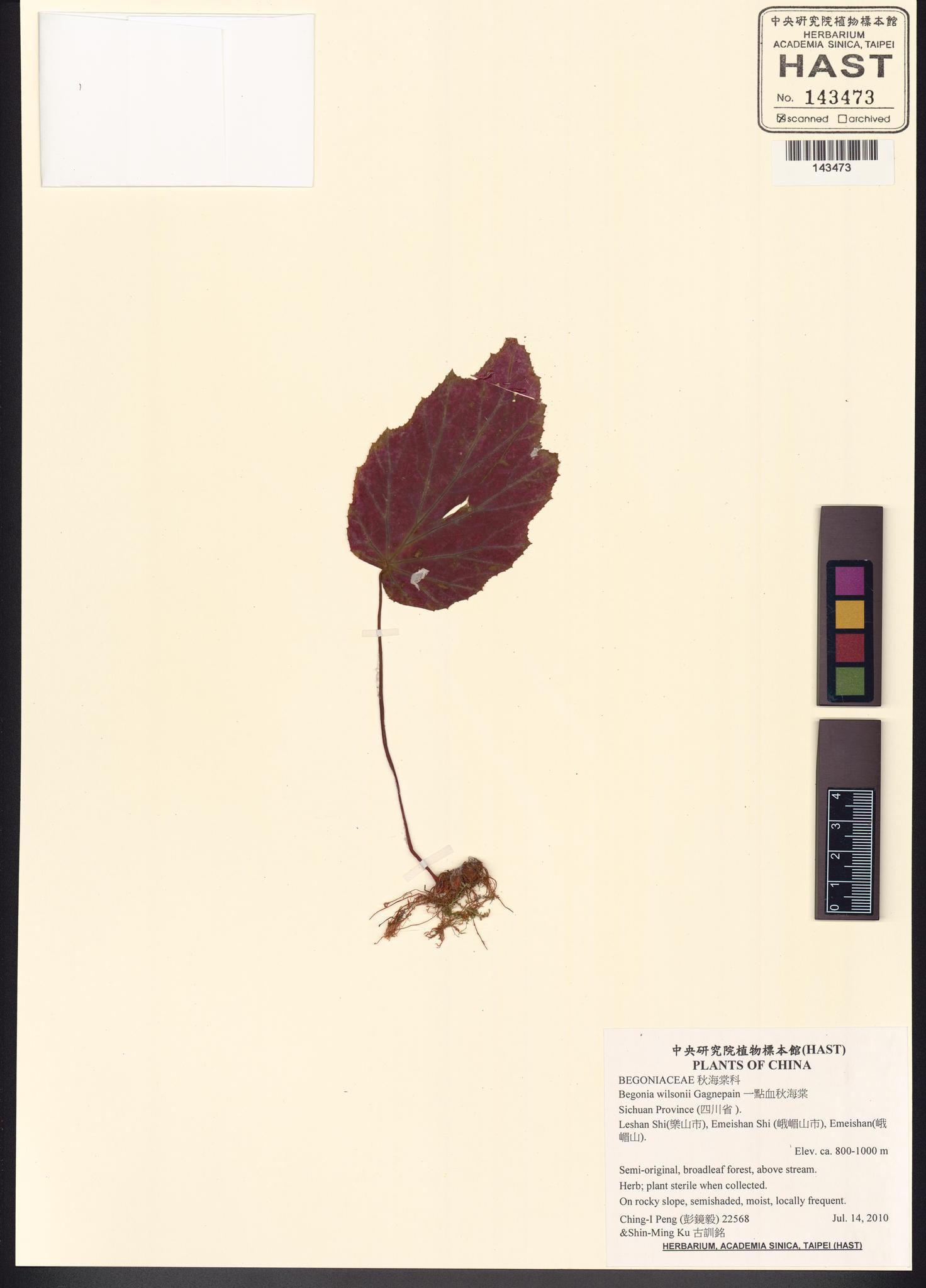 Sample image for viewer