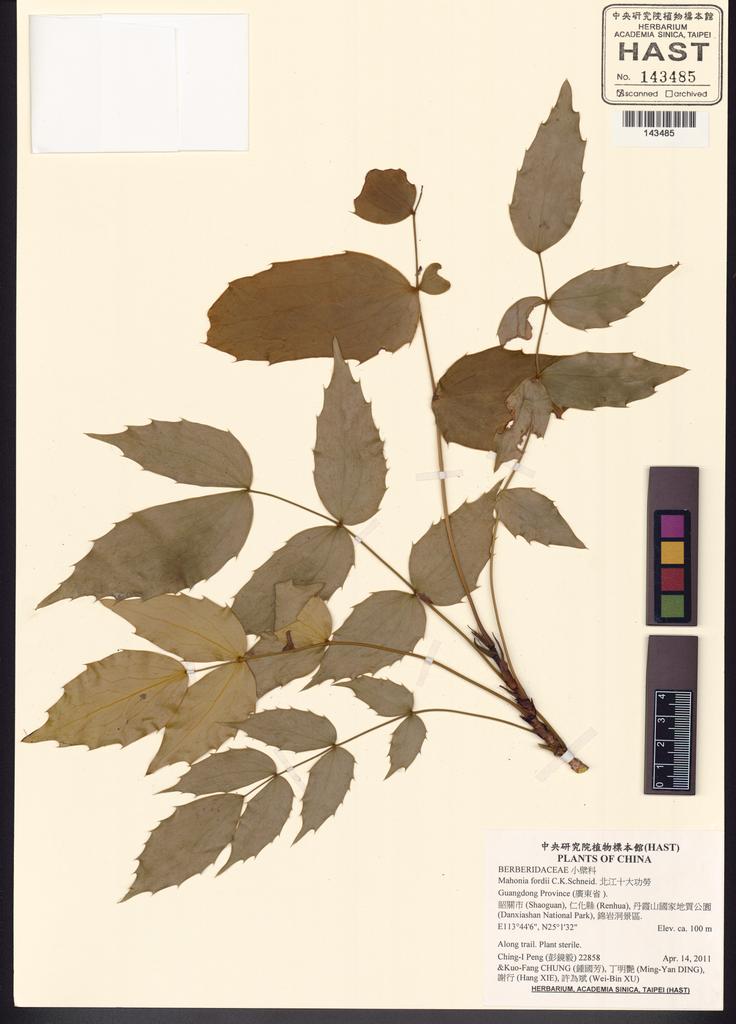 <Unit #132361 Peng, Ching-I | 彭鏡毅 | 22858:: | Mahonia fordii C.K.Schneid.>