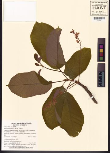 Sterculia euosma (Sterculia euosma)