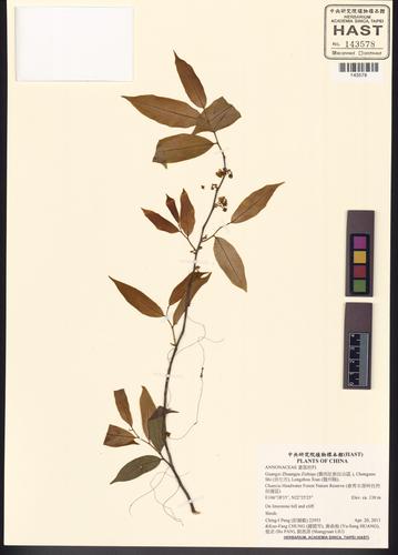 Orophea multiflora (Orophea multiflora)