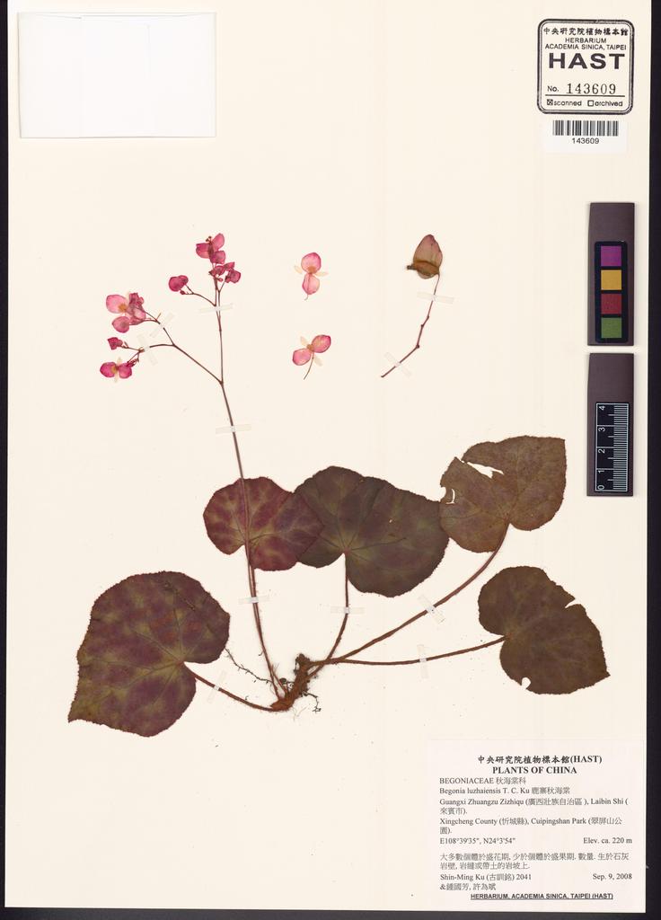 <Unit #83992 Ku, Shin-Ming | 古訓銘 | 2041:: | Begonia luzhaiensis T.C.Ku>