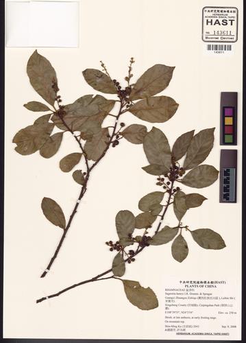 Sageretia henryi (Sageretia henryi)
