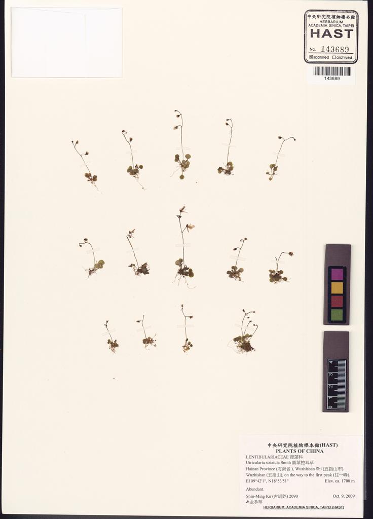 <Unit #133066 Ku, Shin-Ming | 古訓銘 | 2090:: | Utricularia striatula Smith>