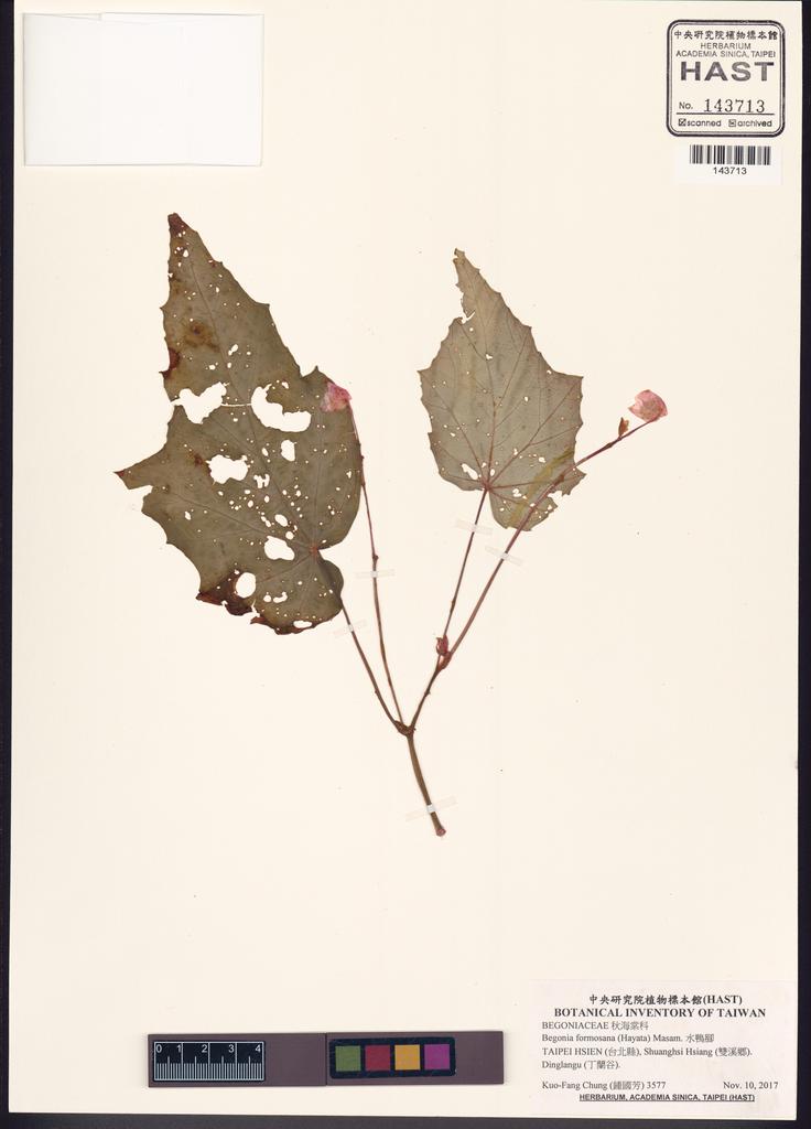 <Unit #132321 Chung, Kuo-Fang | 鍾國芳 | 3577:: | Begonia formosana (Hayata) Masam.>