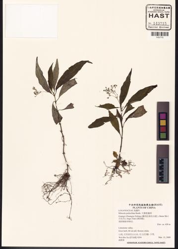 Mitreola pedicellata (Mitreola pedicellata)