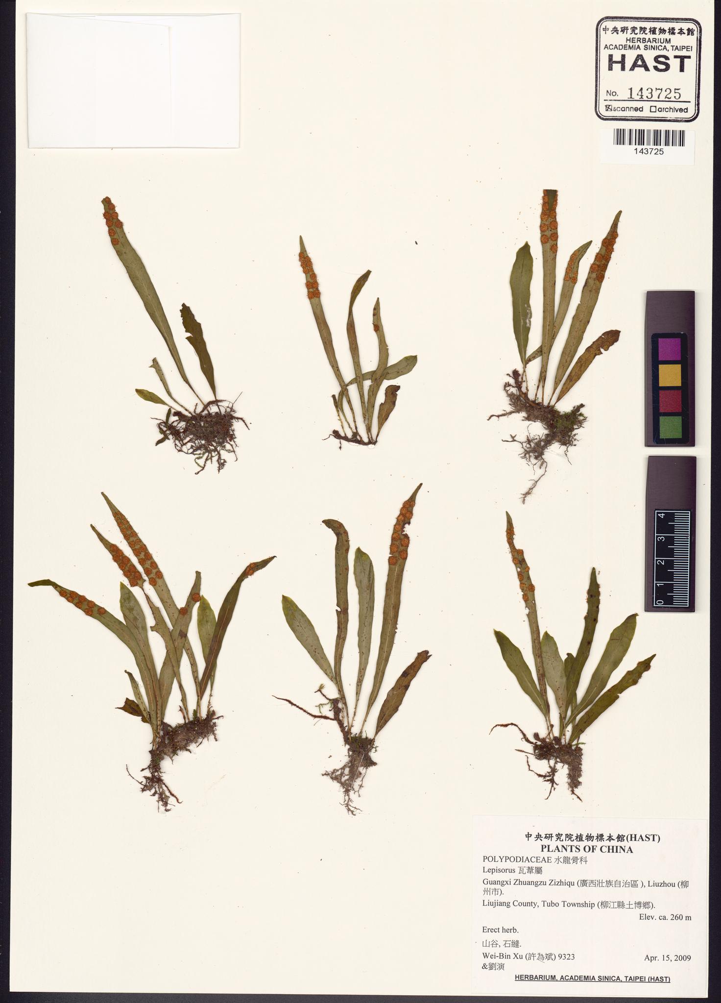 Specimen image