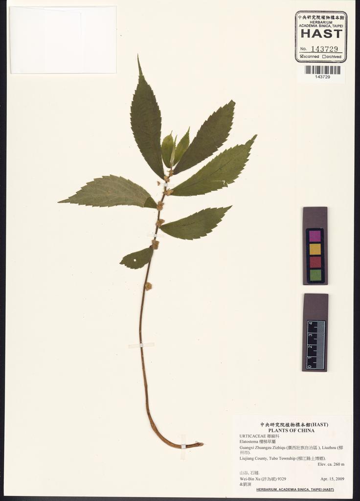 <Unit #133123 Xu, Wei-Bin | 許為斌 | 9329:: | Elatostema>