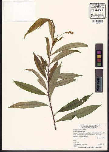 Sauvagesia rhodoleuca (Sauvagesia rhodoleuca)