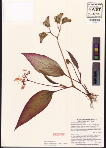 Begonia caobangensis — ảnh 2