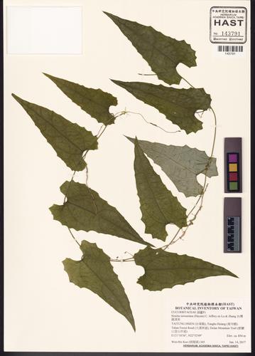 Siraitia taiwaniana (Hayata) C. Jeffrey ex Lu & Zhang