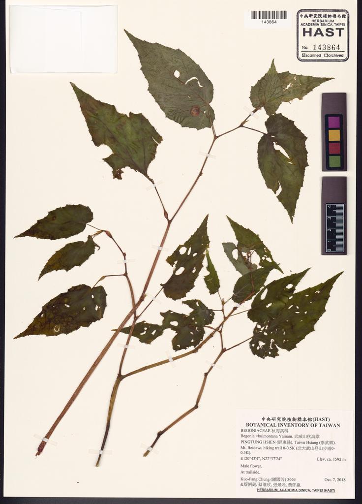 <Unit #133088 Chung, Kuo-Fang | 鍾國芳 | 3663:: | Begonia ×buimontana Yamam.>