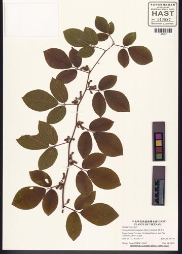 Dendrolobium triangulare (Dendrolobium triangulare)