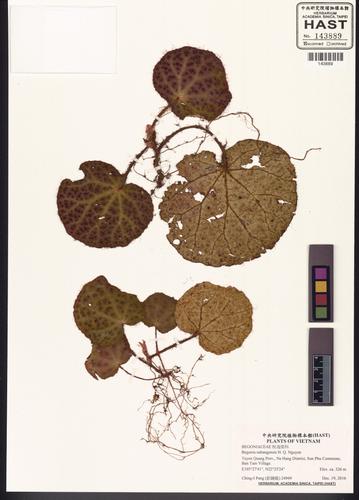 Begonia nahangensis (Begonia nahangensis)