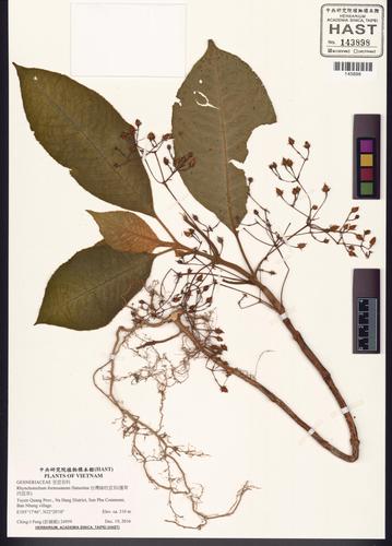Rhynchotechum formosanum (Rhynchotechum formosanum)