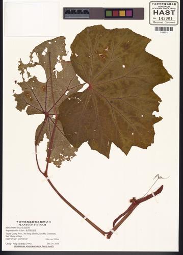 Begonia edulis — ảnh 3