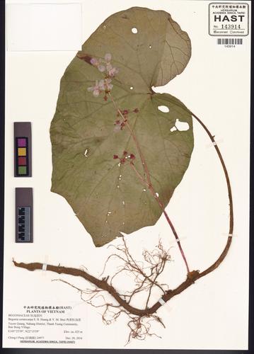 Begonia ceratocarpa — ảnh 2