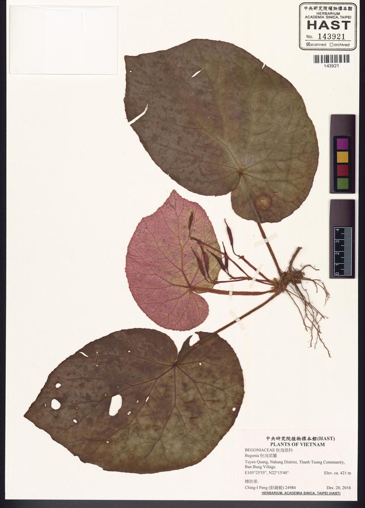 <Unit #132949 Peng, Ching-I | 彭鏡毅 | 24984:: | Begonia>