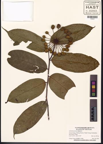 Miliusa balansae — ảnh 3