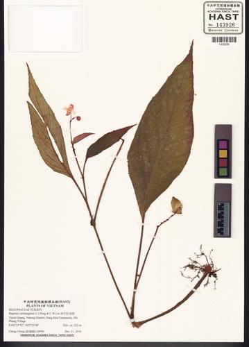 Begonia caobangensis (Begonia caobangensis)
