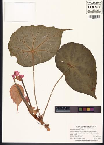 Begonia cavaleriei (Begonia cavaleriei)