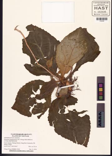 Primulina lungzhouensis — ảnh 3