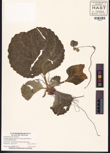 Primulina lungzhouensis — ảnh 2