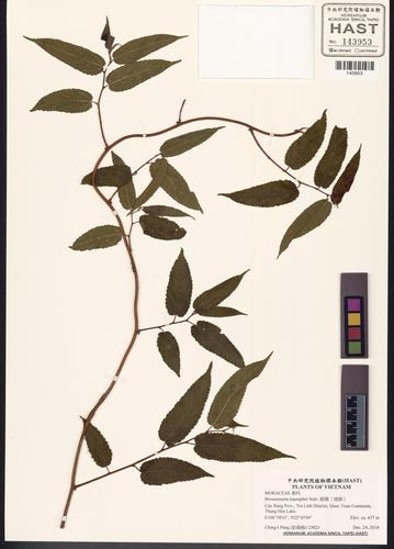 Broussonetia kaempferi — ảnh 3