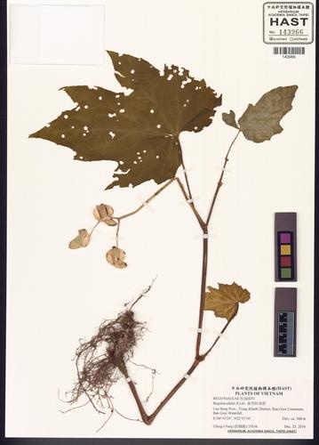 Begonia edulis (Begonia edulis)