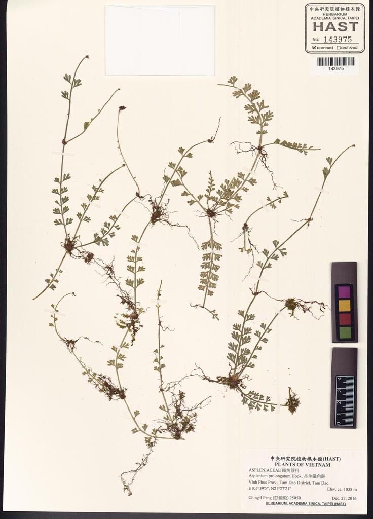 <Unit #133225 Peng, Ching-I | 彭鏡毅 | 25050:: | Asplenium prolongatum Hook.>