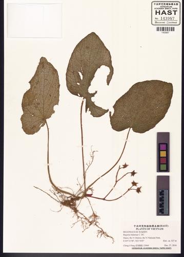 Begonia balansae (Begonia balansae)