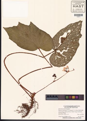 Begonia ceratocarpa (Begonia ceratocarpa)