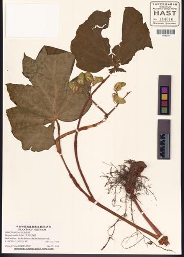 Begonia edulis — ảnh 2