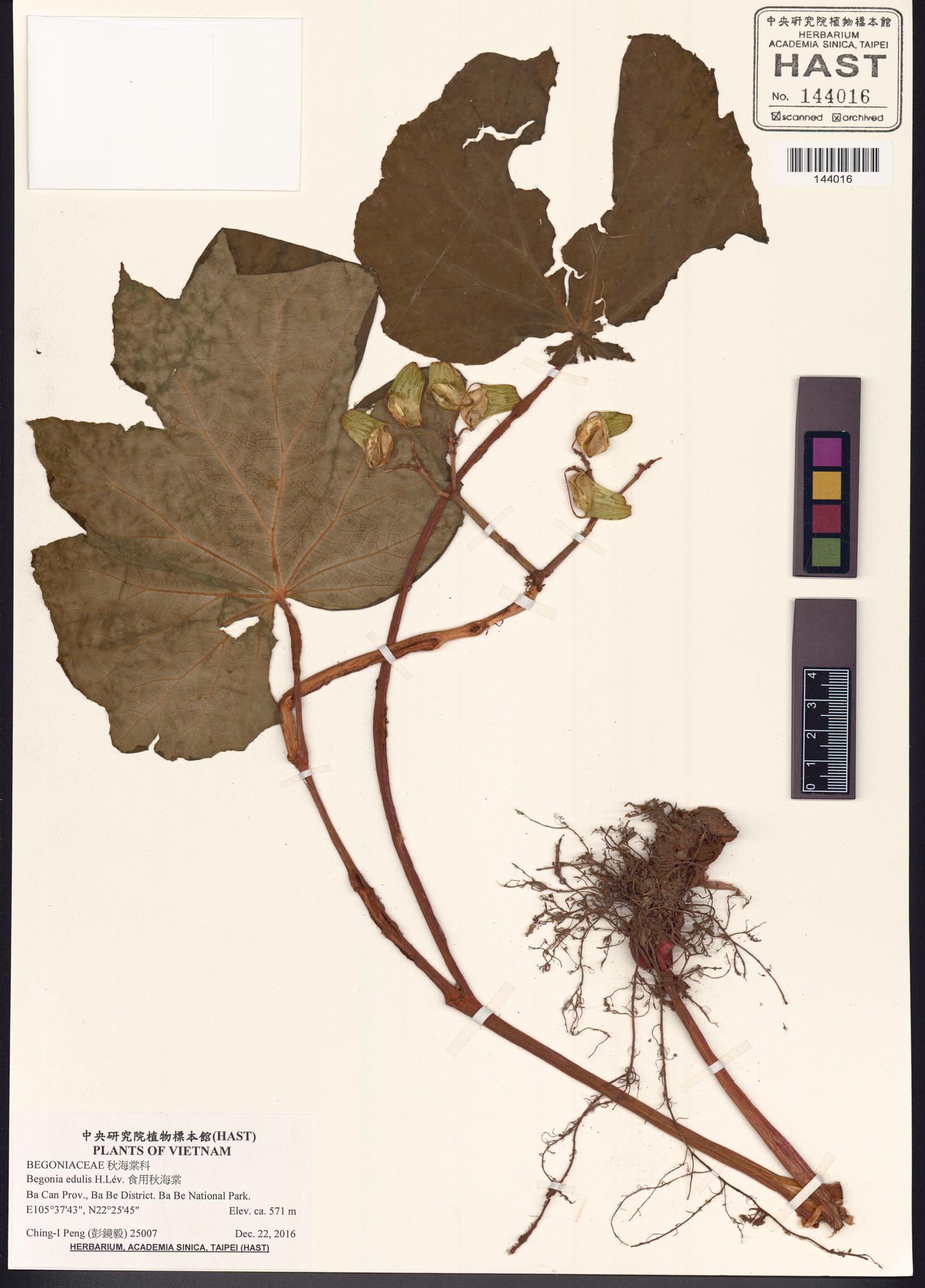 Sample image for viewer