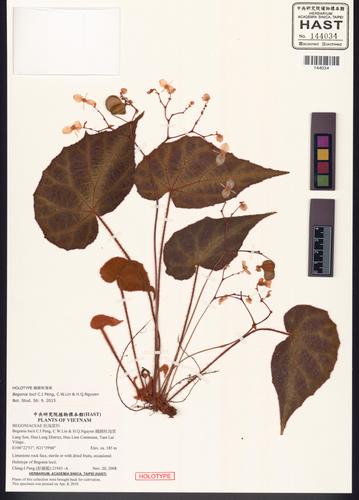 Begonia locii (Begonia locii)