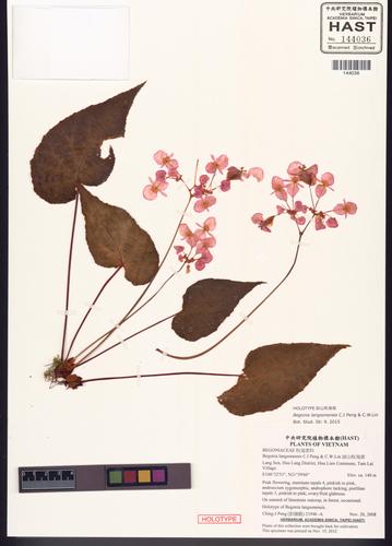 Begonia langsonensis (Begonia langsonensis)