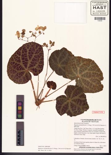 Begonia montaniformis (Begonia montaniformis)