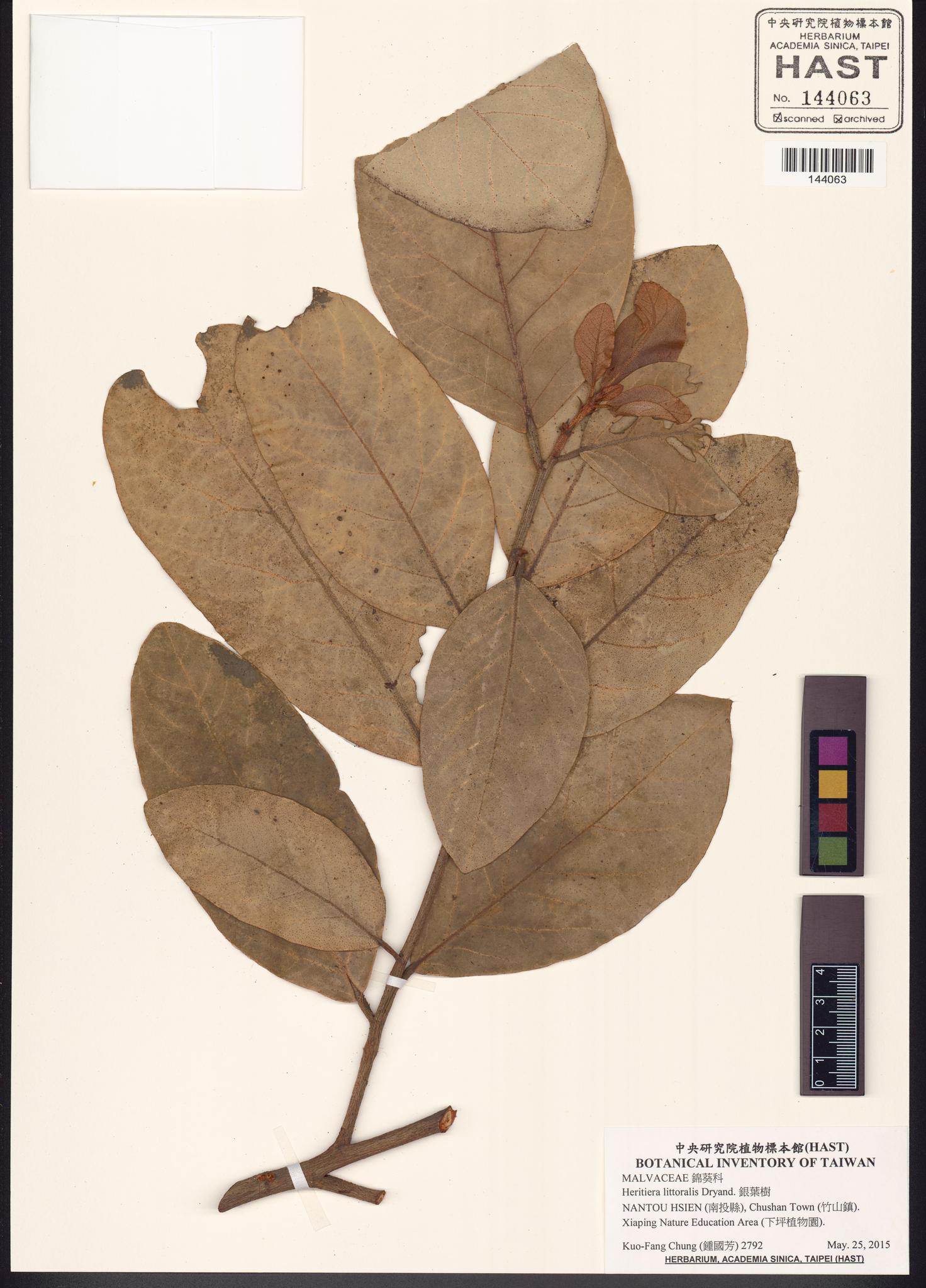 Sample image for viewer