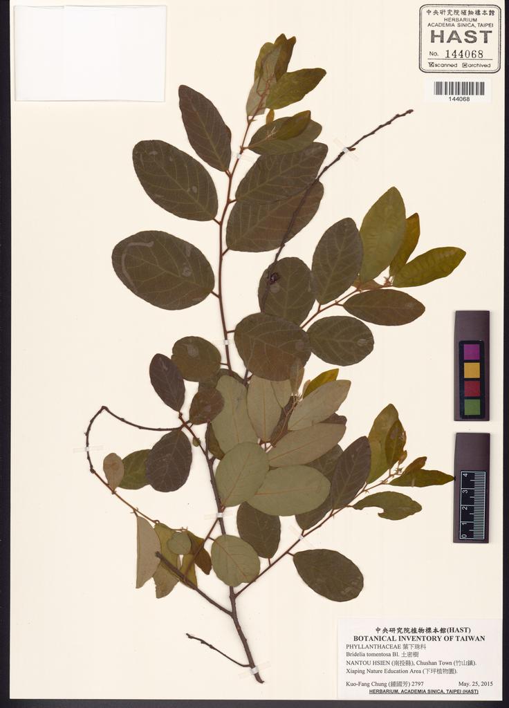 <Unit #131615 Chung, Kuo-Fang | 鍾國芳 | 2797:: | Bridelia tomentosa Bl.>