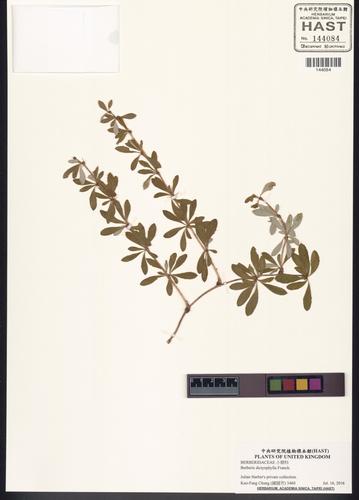 Berberis dictyophylla Franch.