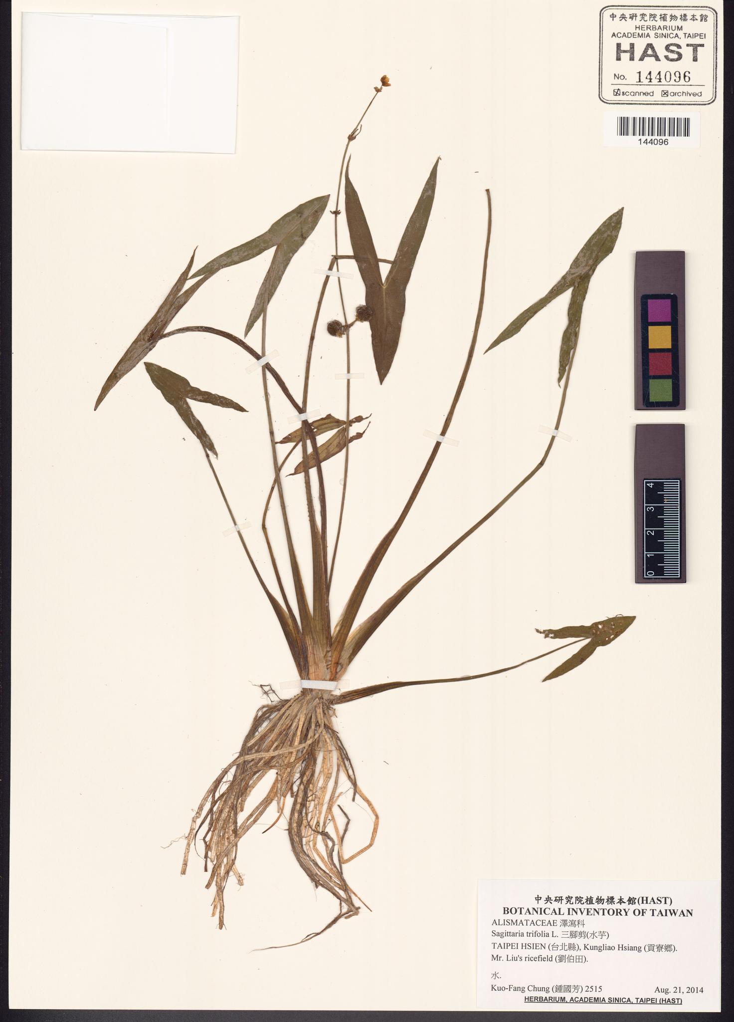 Sample image for viewer