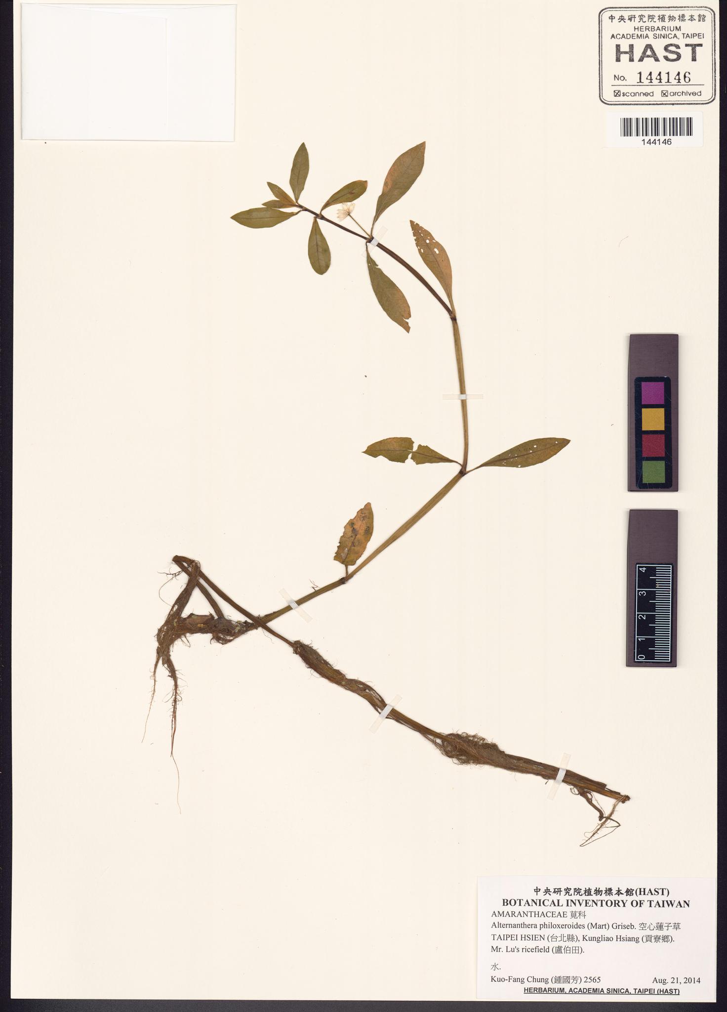 Sample image for viewer