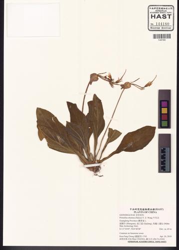 Primulina eburnea (Hance) Y. Z. Wang