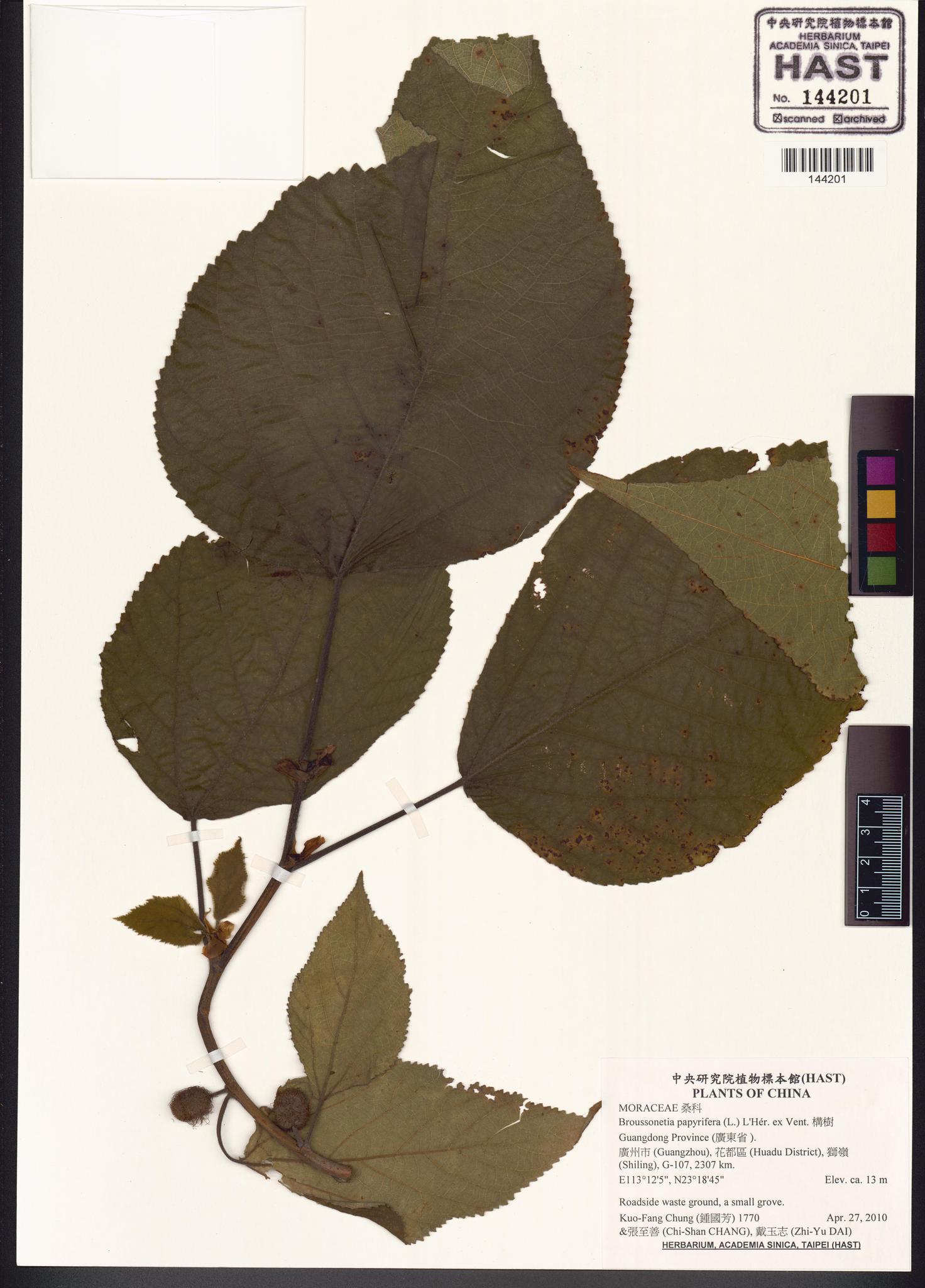 Sample image for viewer