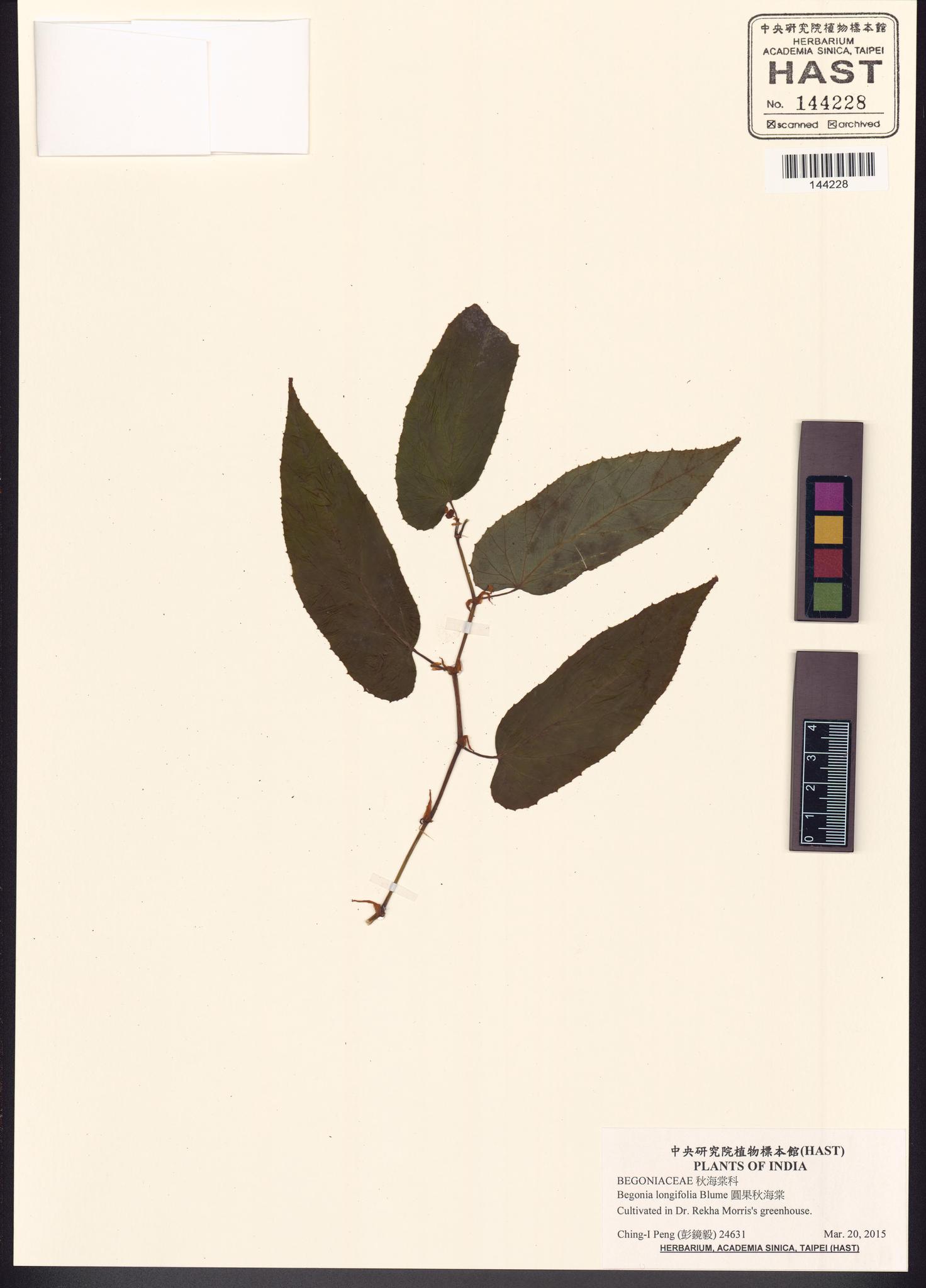 Sample image for viewer