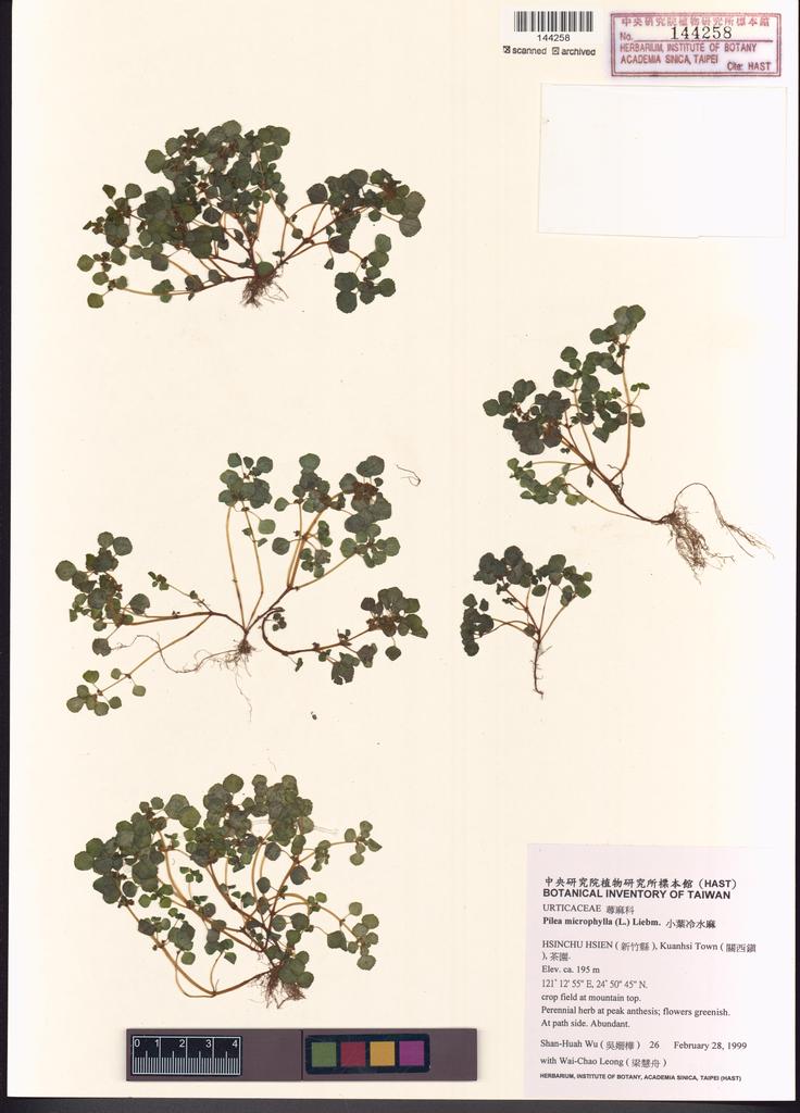 <Unit #29762 Wu, Shan-Huah | 吳姍樺 | 26:: | Pilea microphylla (L.) Liebm.>