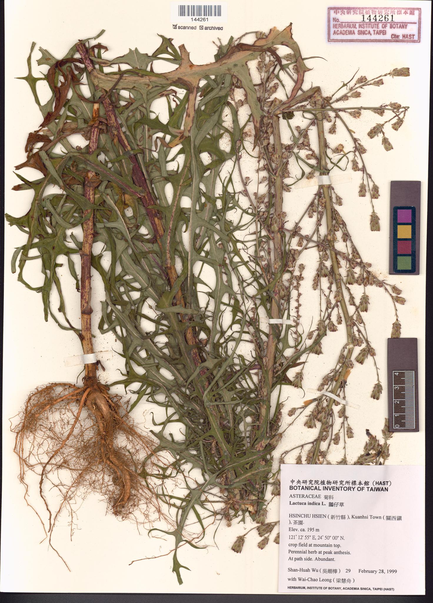 Sample image for viewer