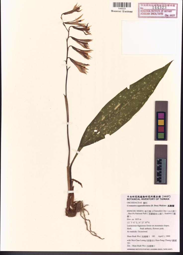 <Unit #25983 Wu, Shan-Huah | 吳姍樺 | 183:: | Cremastra appendiculata (D. Don) Makino>