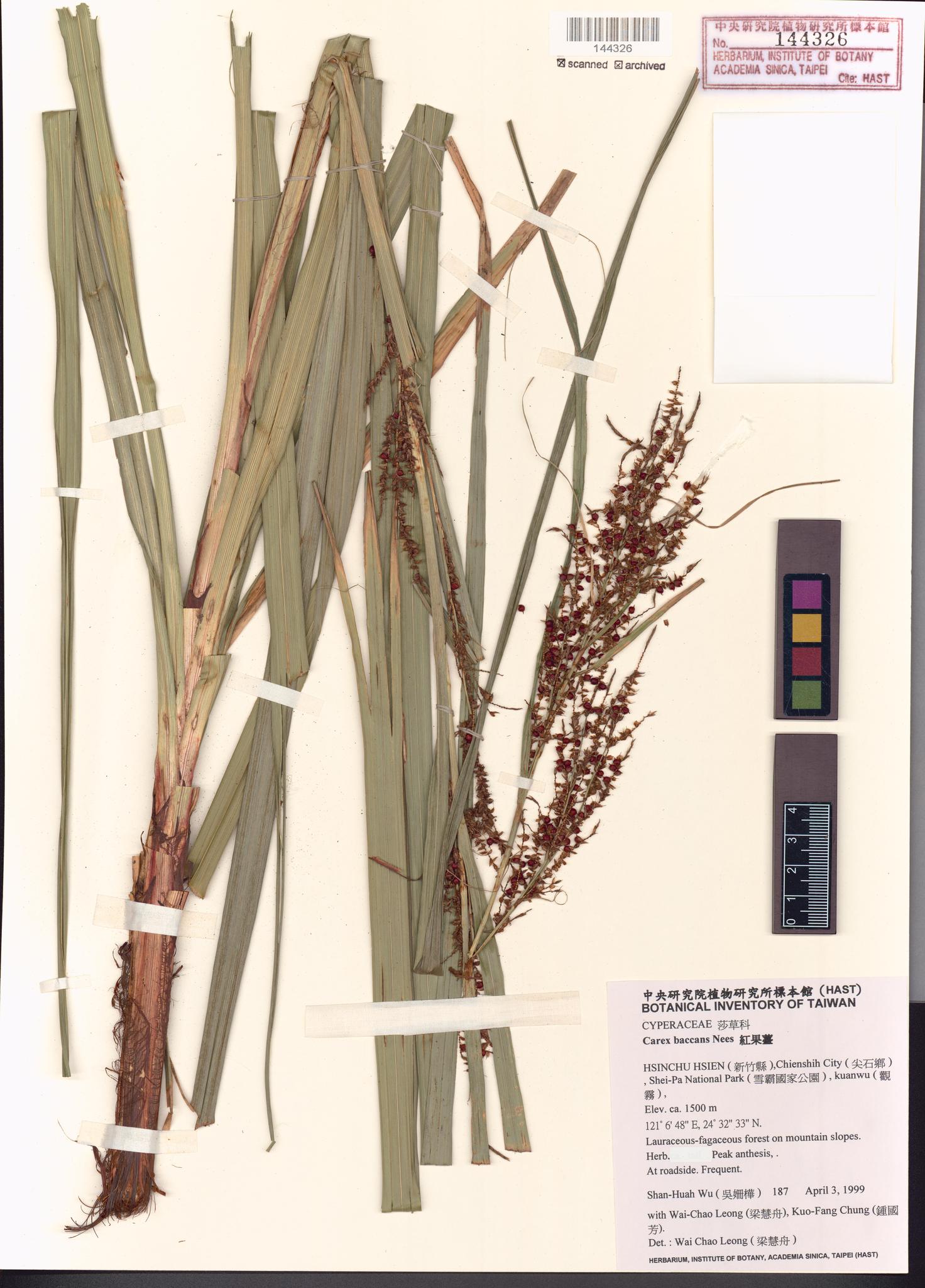 Sample image for viewer