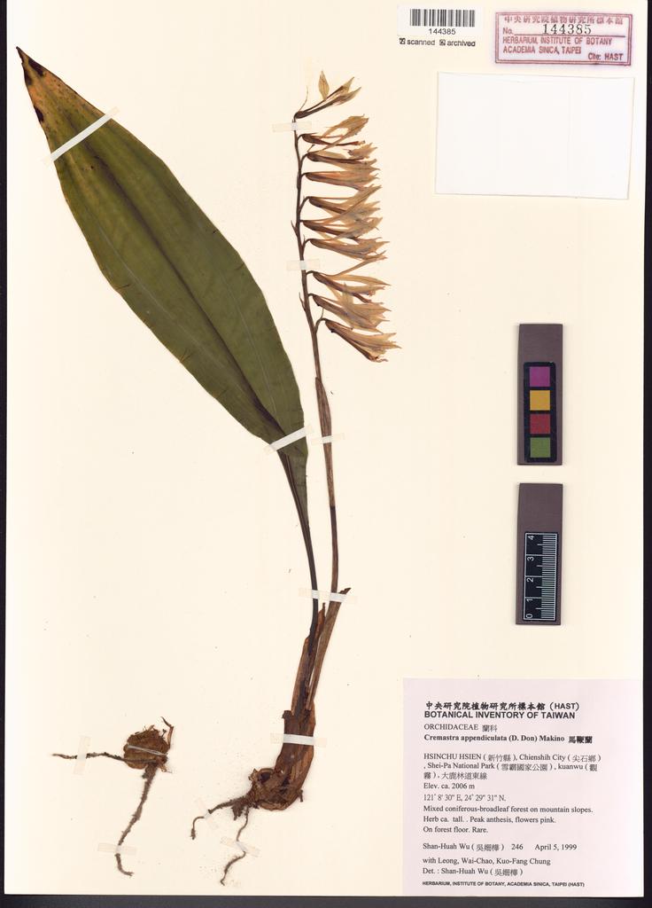 <Unit #31377 Wu, Shan-Huah | 吳姍樺 | 246:: | Cremastra appendiculata (D. Don) Makino>